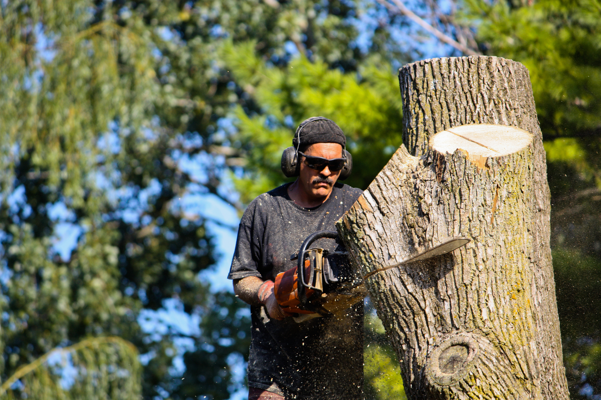 How to Hire the right Company to Remove Trees From Your Property