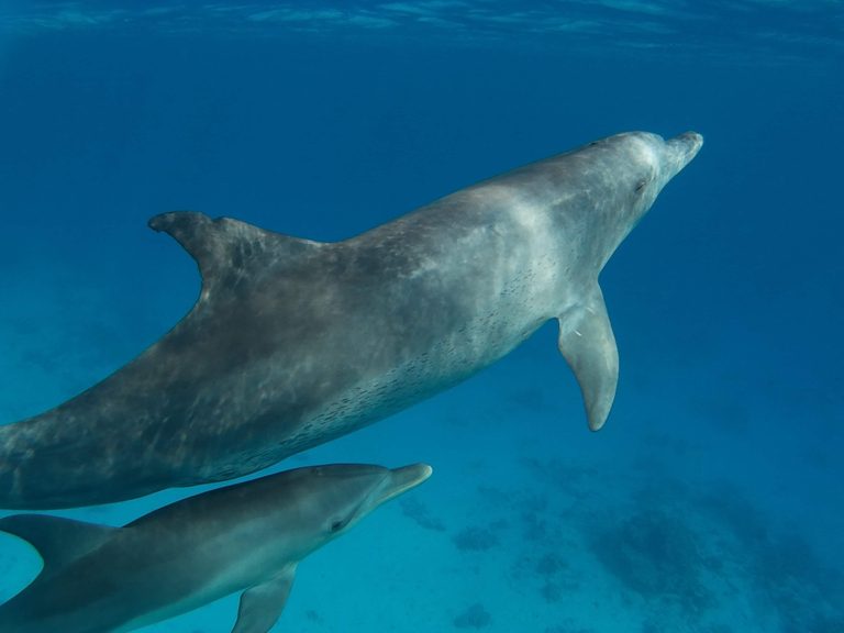 Yacht Snorkeling Diving Trip