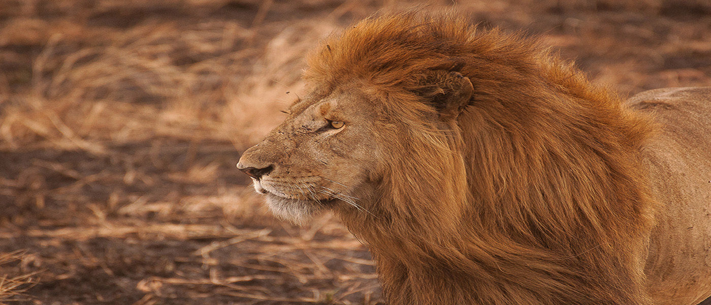 Serengeti Safari Tours