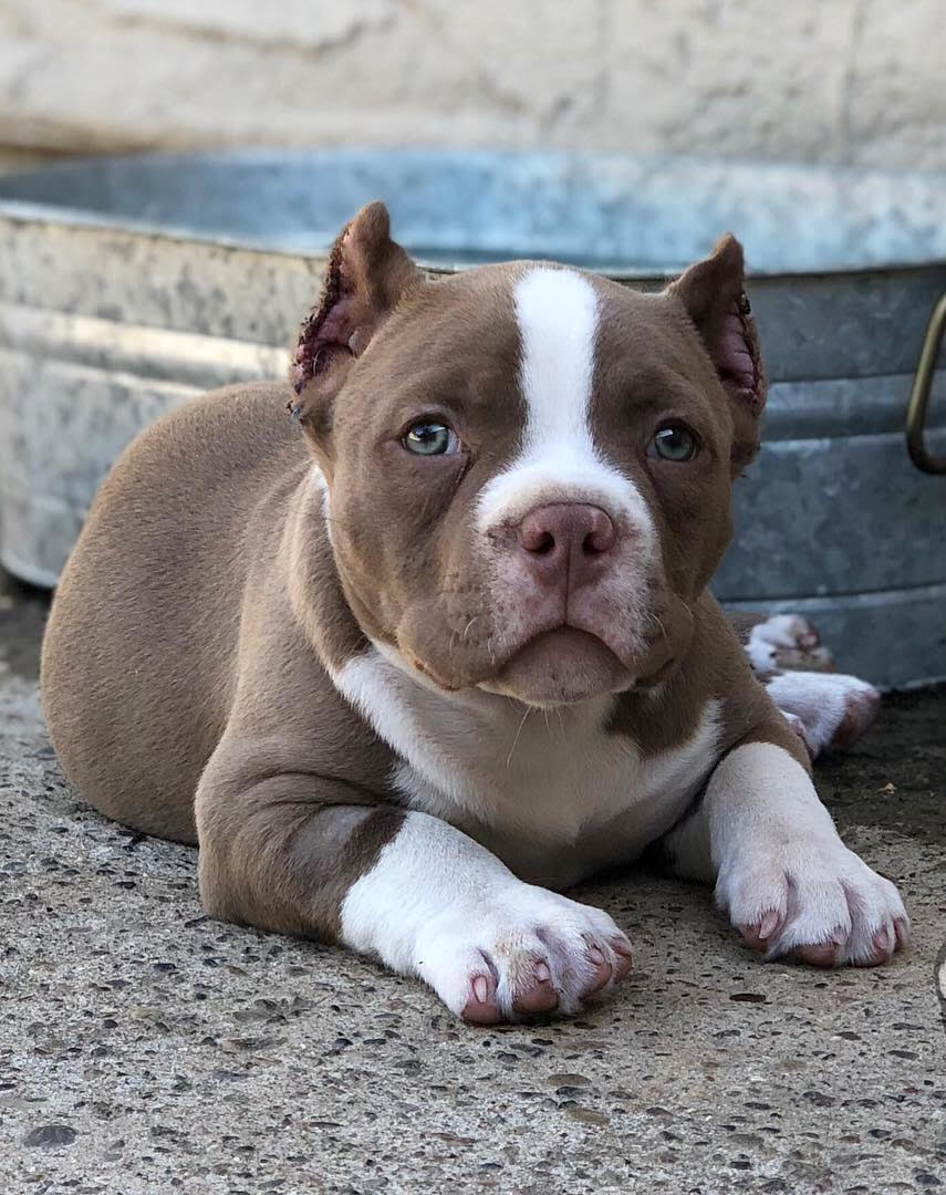 1.Best online petshop for pitbull puppies.