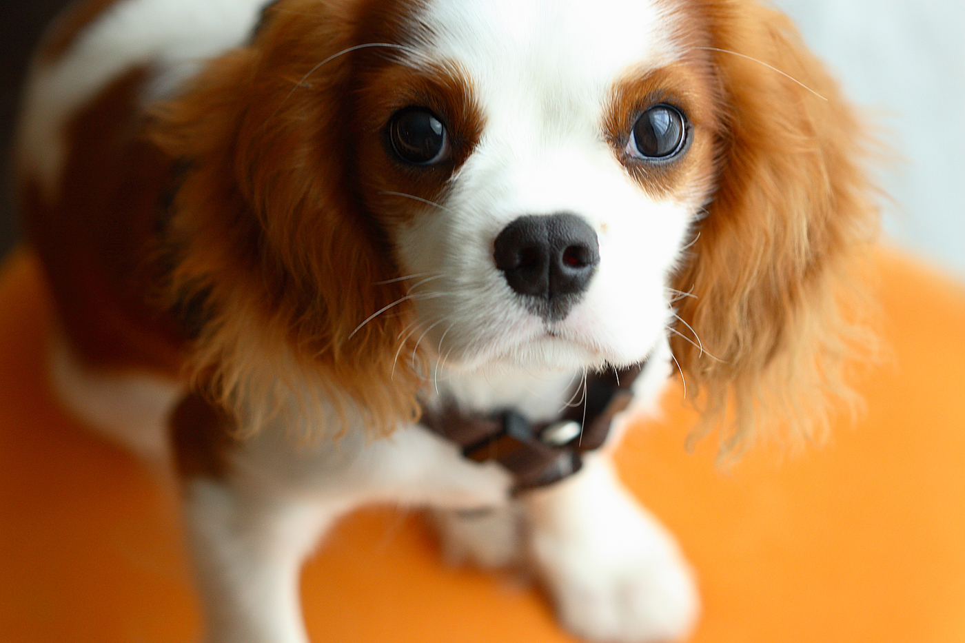 Cavalier King Charles Puppies For Sale Near Me