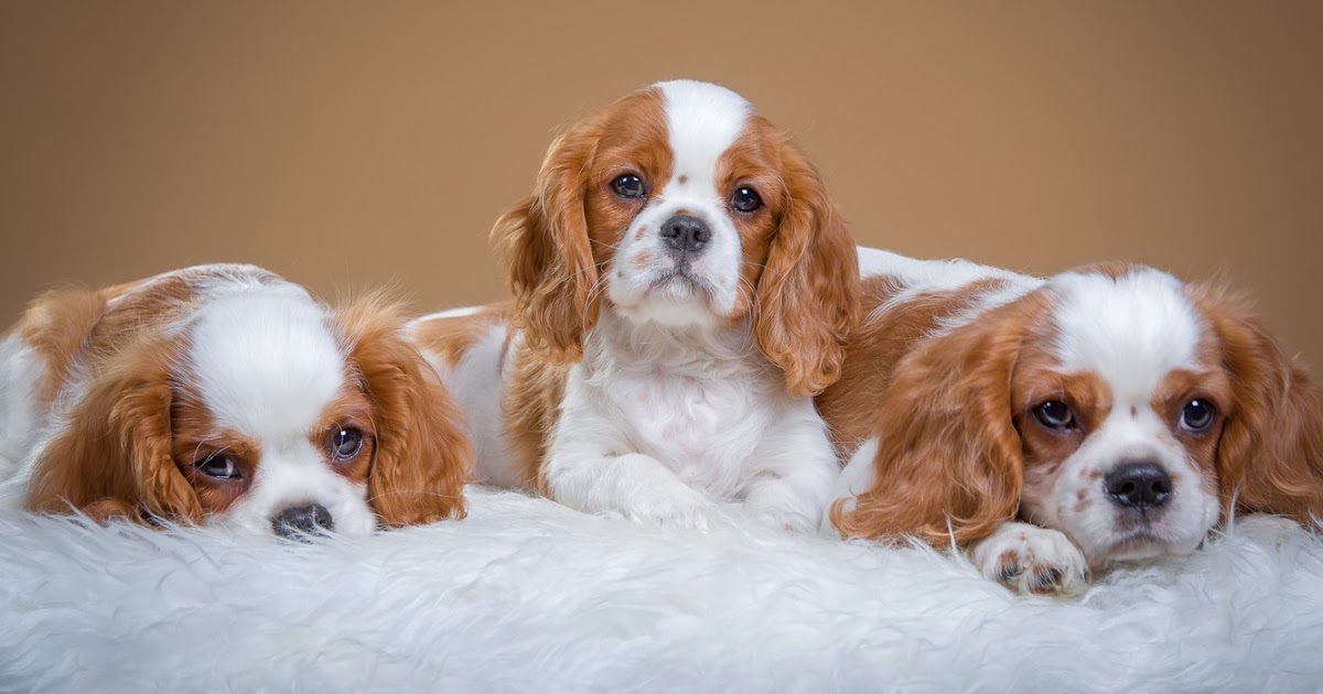 Best Place To Find King Charles Cavalier Spaniel Puppies For Sale