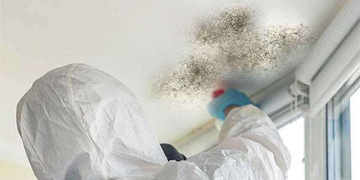 Traits of a Reputable Mold Removal Service